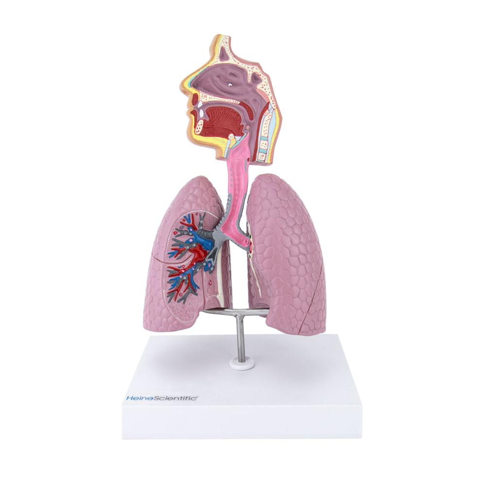 HeineScientific | Atemwege (H139064)